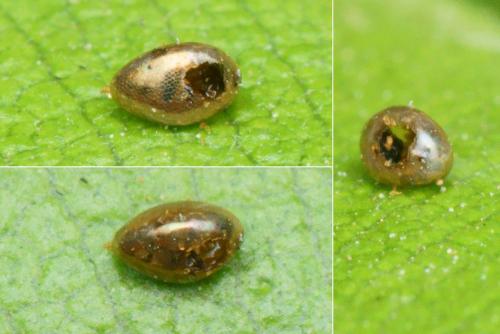 Ooencyrtus telenomicida